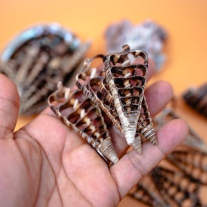 Könnte beinhalten: Nahaufnahme einer Hand, die mehrere braune und weiße Muscheln hält. Die Muscheln sind kegelförmig und haben ein gitterartiges Muster.