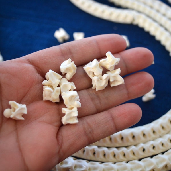 Real White Snake Vertebrae, Natural Bone Beads, 10 loose beads, 7-12mm, Tribal, Bohemian, Juju, Oddities, Jewelry Supplies