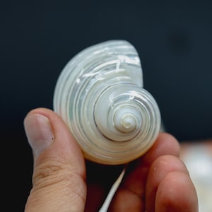 Turbo Shells: High Polished Pearlized Delphinula lacinata Turbo Shells, Drilled or Not, Sold by Each, Shell Necklace, Shell Earrings, Turban