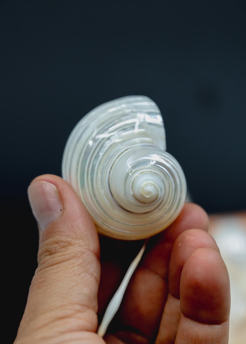 Turbo Shells: High Polished Pearlized Delphinula lacinata Turbo Shells, Drilled or Not, Sold by Each, Shell Necklace, Shell Earrings, Turban