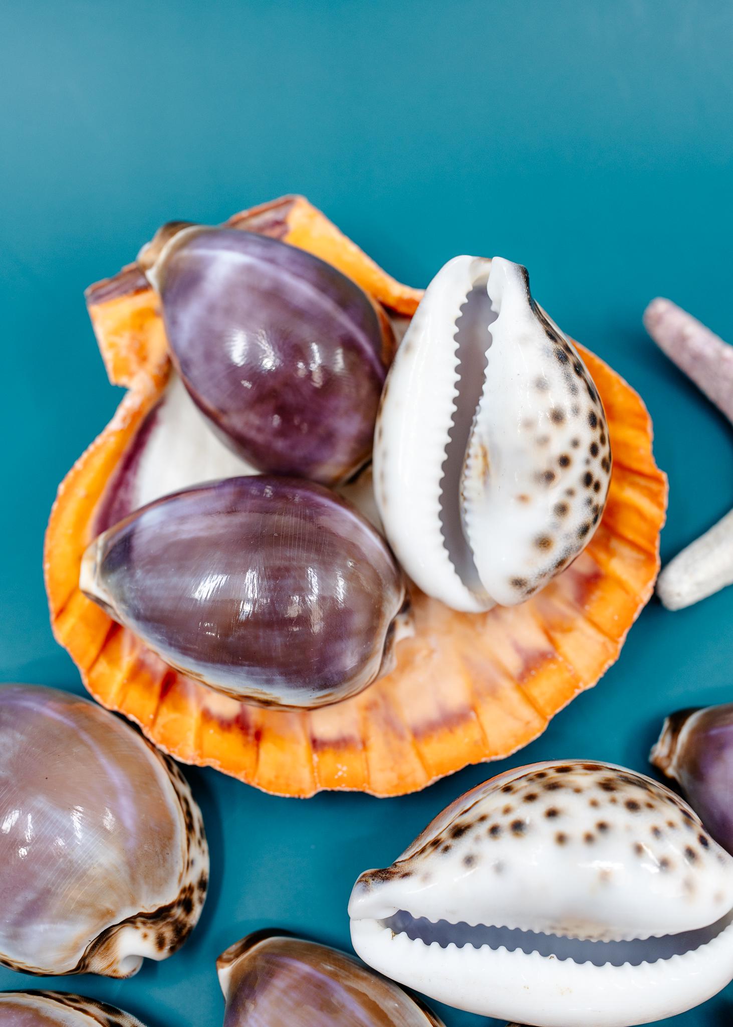 パープルトップタカラガイ – 2-3/4