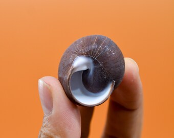 チョコレート渦巻きカタツムリ：磨かれたカタツムリ、殻2個、ヤドカリ