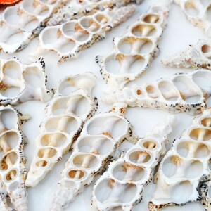 GraceAngie Set Of 20 Mixed Center-Cut Cerithium Seashells - 5 Styles For Crafts & Decor