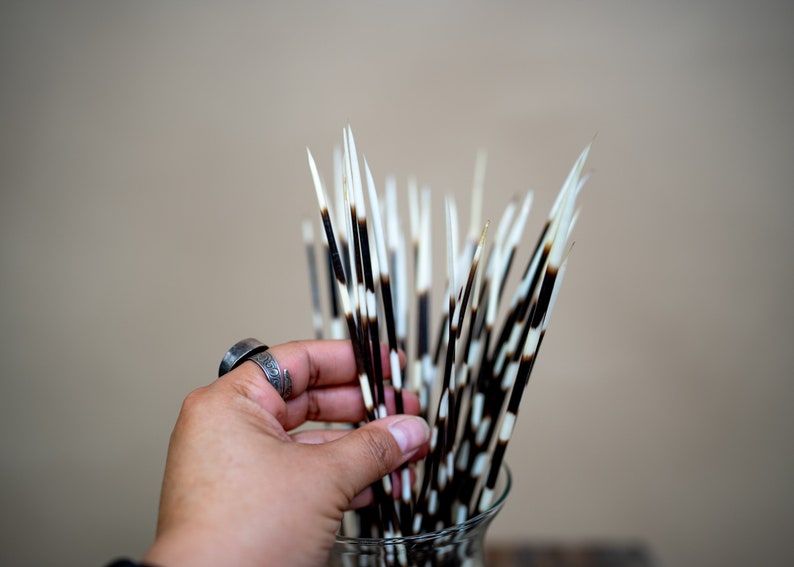 Making Quillwork Long Natural Porcupine Quills, 14-16 Inch, 5 Pieces, Jewelry Making ...
