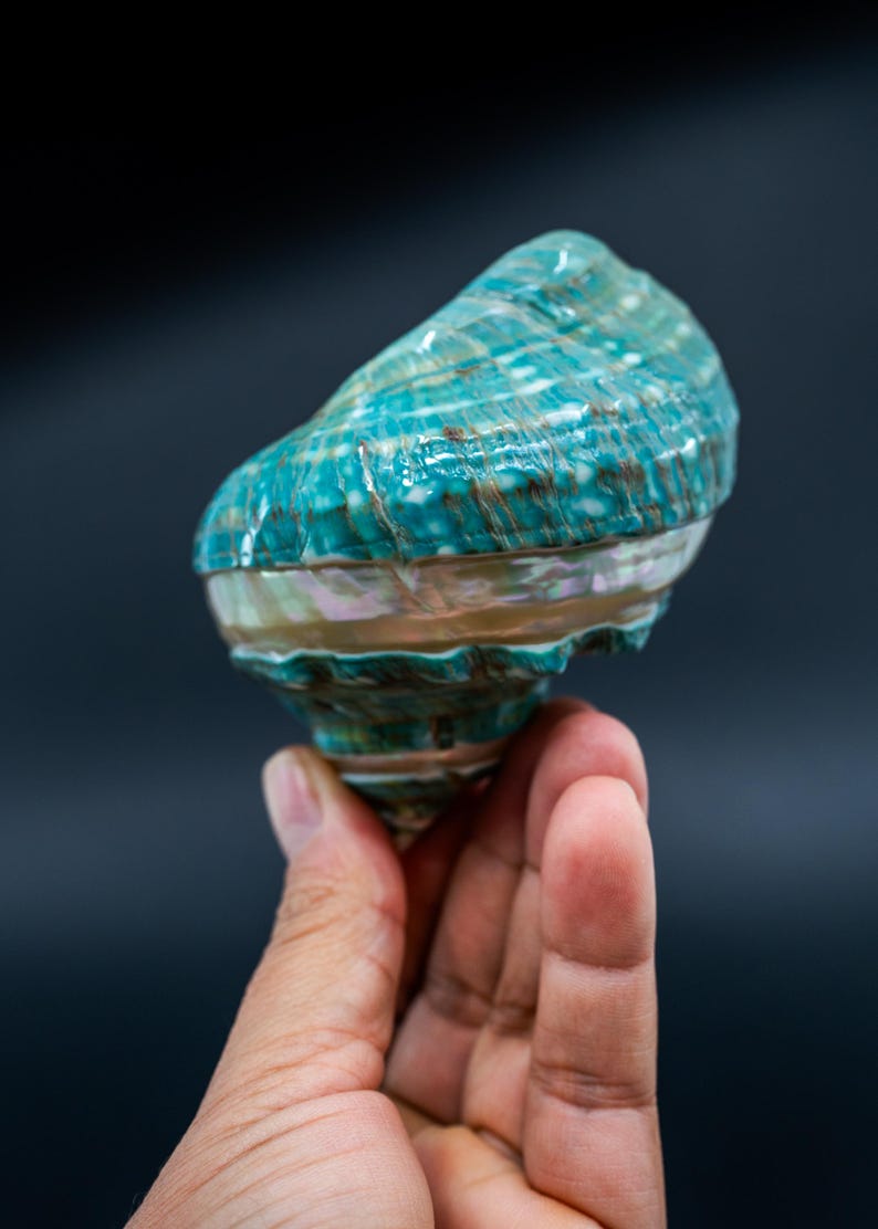 Turbo Marmoratus Shell – Extra Large Pearl Banded Green Turban Seashell ...