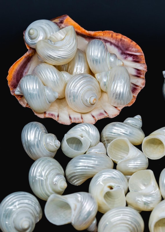 NO HOLES Turbo Shell, One Pearlized Delphinula Shell for Jewelry Making, Natural Seashell Supply, Coastal Decor, Beach Craft Shell
