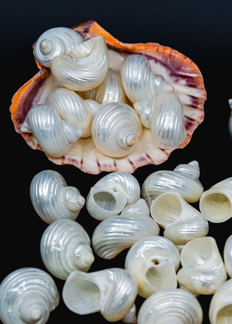 Turbo Shells: High Polished Pearlized Delphinula lacinata Turbo Shells, Drilled or Not, Sold by Each, Shell Necklace, Shell Earrings, Turban