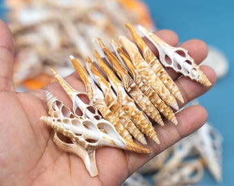 May include: A collection of elongated, tan and white seashells with intricate patterns and textures. The shells are held in a hand, showcasing their natural beauty and unique shapes. The background is a soft blue.