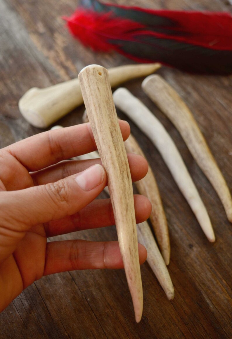 Deer Elk Antlers Naturally Shed Deer and Elk Antler Etsy