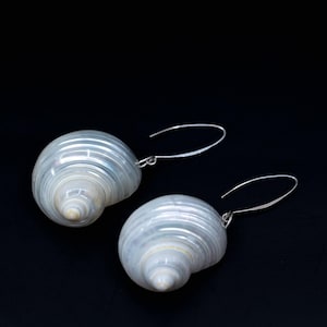 Turbo Shells: High Polished Pearlized Delphinula lacinata Turbo Shells, Drilled or Not, Sold by Each, Shell Necklace, Shell Earrings, Turban