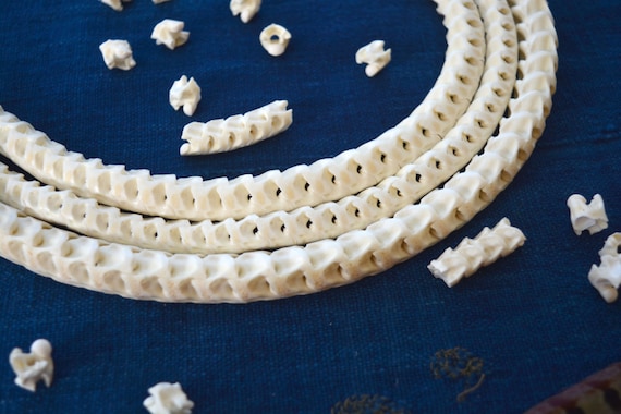 Real White Snake Vertebrae, Natural Bone Beads, 10 Loose Beads, 7