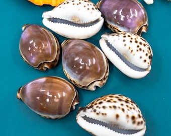 Cypraea Staphylaea limacina タカラガイ ~25/29 mm. (1