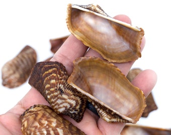 さくら‪✿［新品レア・貝殻光＆ホロ金あり・5mPET］海外 男性5個セット Turkey Wing Shells, Zebra Ark Seashells, 10 Pcs (half Shell