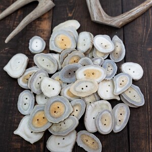 Rustic Natural Deer Antler Button – 1 button, 1-3 plus inches | One-of-a-Kind Antler Button, Naturally Shed Antler Toggle, Natural Buttons for Knitting