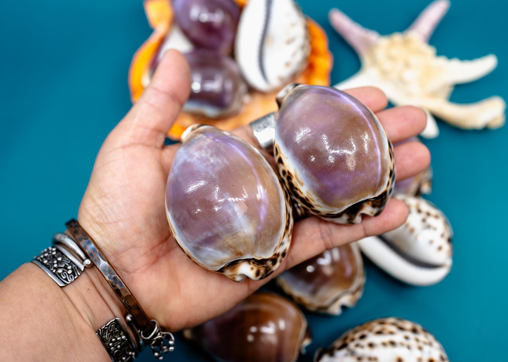 タカラガイ 貝殻 \"Tigris Rusty” タイガーパータン タカラガイ 貝殻 Tigris Rusty” タイガーパータン