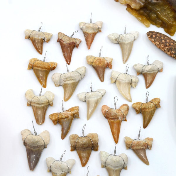Dents de requin fossilisées emballées dans du fil métallique, 1 pendentif, 25 x 38 mm // Dent de requin de qualité supérieure du Maroc préhistorique, fournitures
