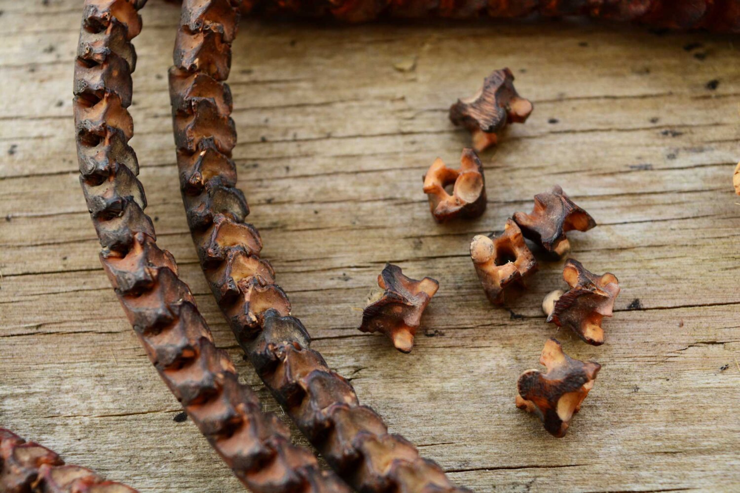 Real Snake Vertebrae from Africa stained in Dark Brown Etsy