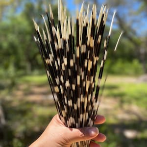 Authentic African Porcupine Quills, 5 pcs, 9-12 long quills, Quill Needles for Quillwork, Quills for Hats, Quills for Jewelry, Beads image 7