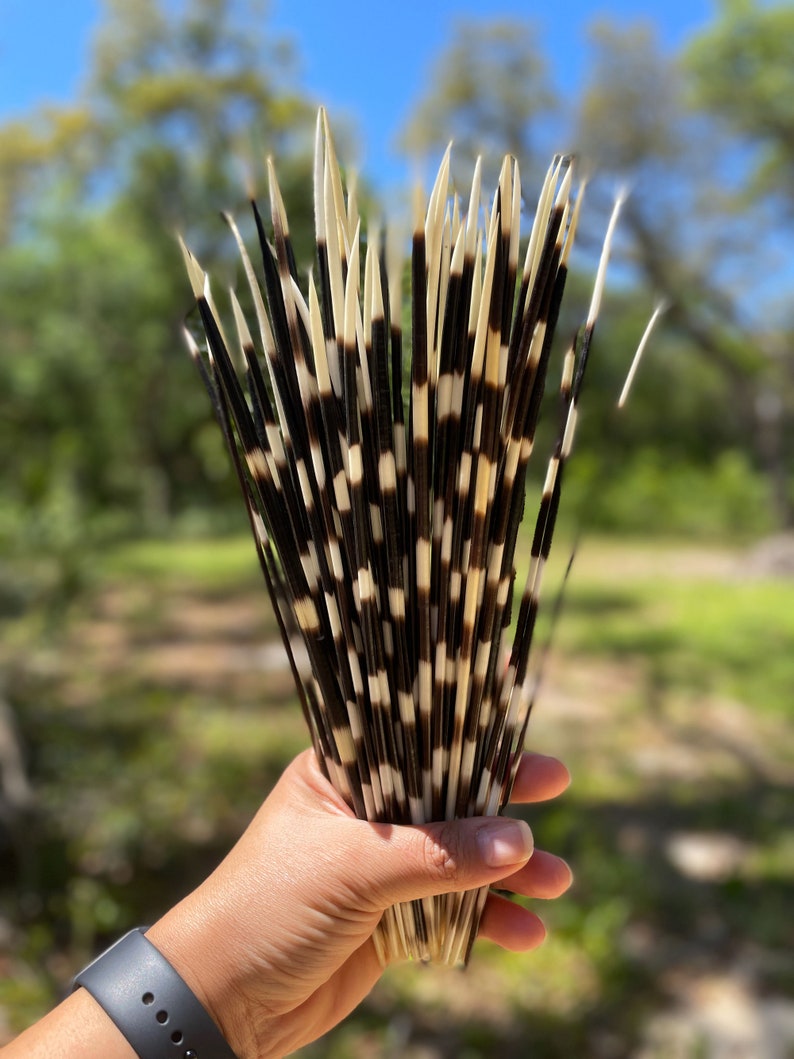 Authentic African Porcupine Quills, 5 pcs, 9-12 long quills, Quill Needles for Quillwork, Quills for Hats, Quills for Jewelry, Beads image 7