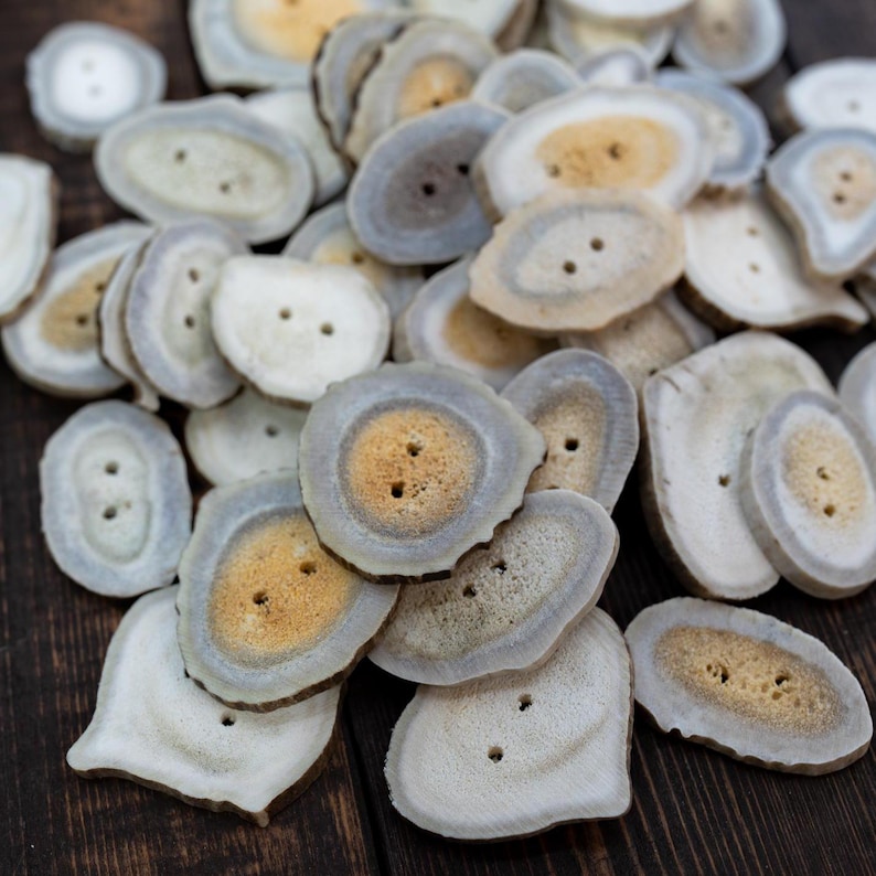 Rustic Natural Deer Antler Button – 1 button, 1-3 plus inches | One-of-a-Kind Antler Button, Naturally Shed Antler Toggle, Natural Buttons for Knitting