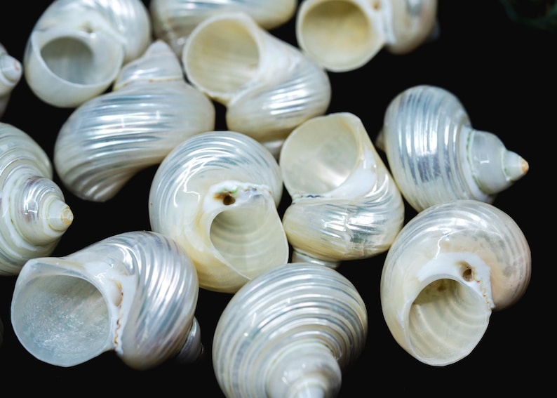 Turbo Shells: High Polished Pearlized Delphinula lacinata Turbo Shells, Drilled or Not, Sold by Each, Shell Necklace, Shell Earrings, Turban