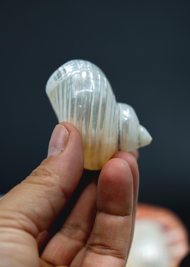 Turbo Shells: High Polished Pearlized Delphinula lacinata Turbo Shells, Drilled or Not, Sold by Each, Shell Necklace, Shell Earrings, Turban