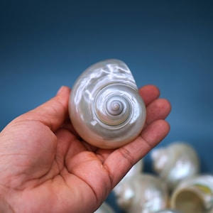 Turbo Shells: Large Whole Pearly Turbo Seashells, sold by each / Sea Shell Crafts, Seashells Decor, Beach Supplies