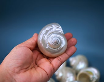 Turbo Shells: Large Whole Pearly Turbo Seashells, sold by each / Sea Shell Crafts, Seashells Decor, Beach Supplies