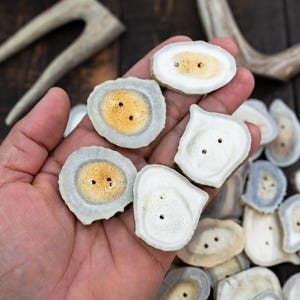 Rustic Natural Deer Antler Button – 1 button, 1-3 plus inches | One-of-a-Kind Antler Button, Naturally Shed Antler Toggle, Natural Buttons for Knitting