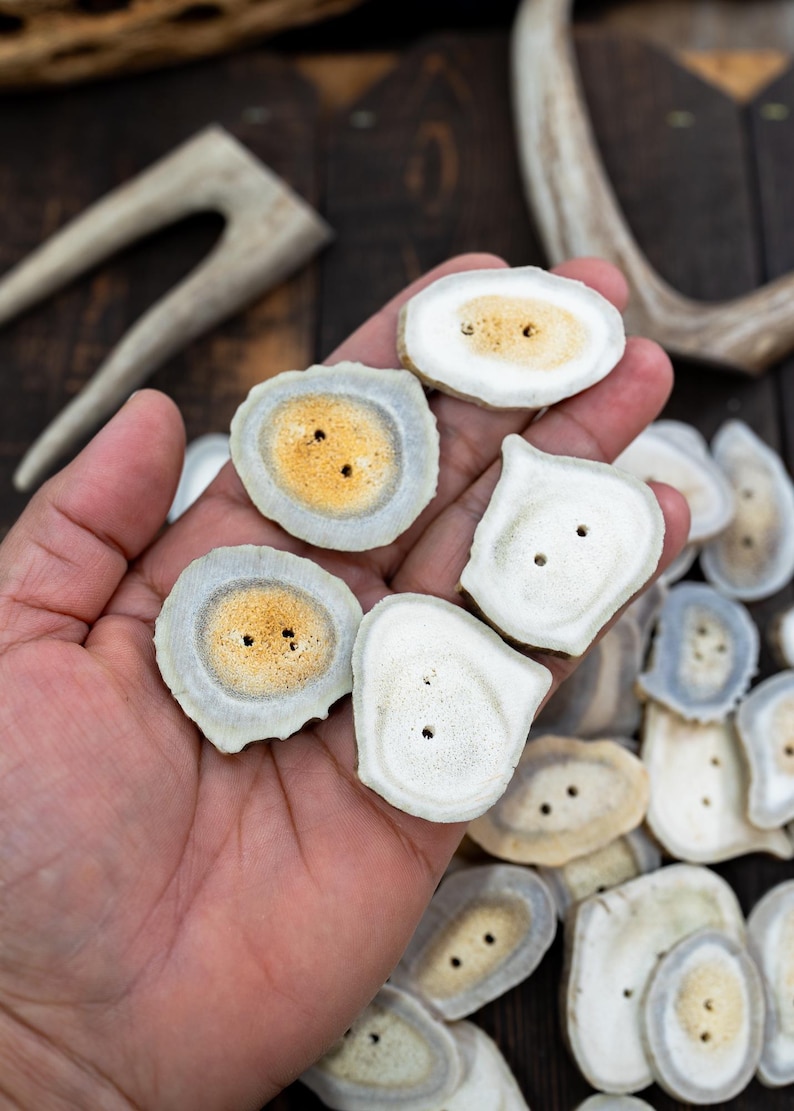 Rustic Natural Deer Antler Button – 1 button, 1-3 plus inches | One-of-a-Kind Antler Button, Naturally Shed Antler Toggle, Natural Buttons for Knitting