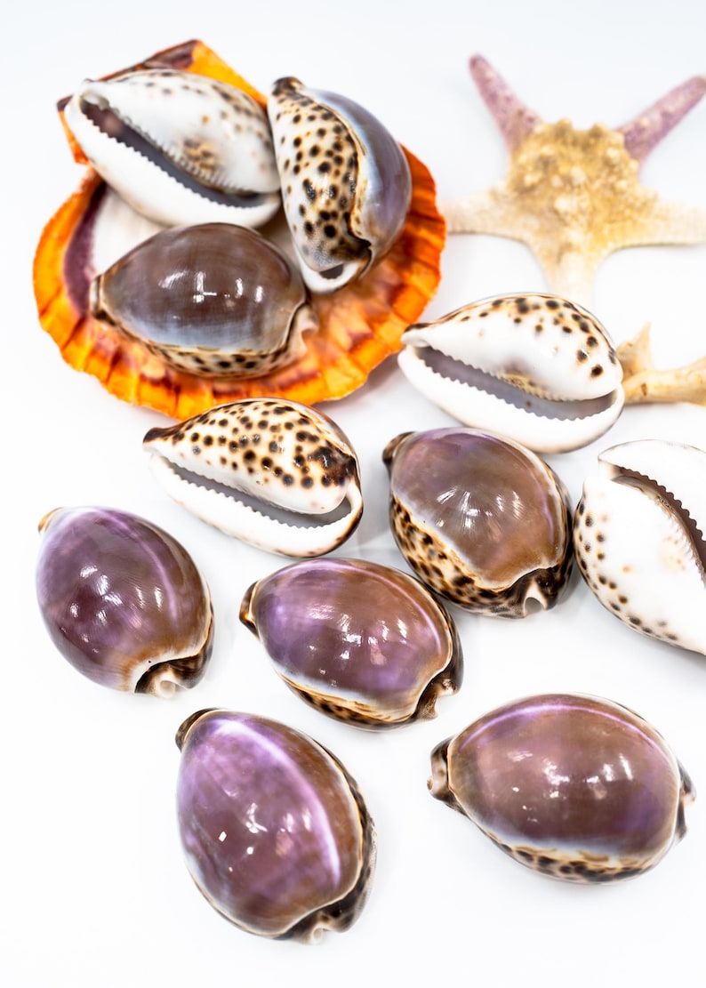 Large Purple Top Tiger Cowrie Shell, 2-3