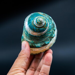 Turbo Marmoratus Shell – Extra Large Pearl Banded Green Turban Seashell ...