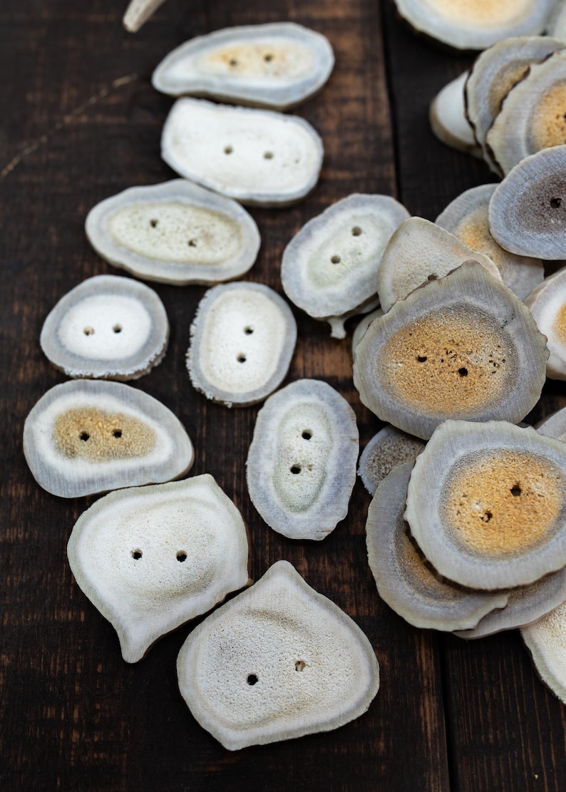 Rustic Natural Deer Antler Button – 1 button, 1-3 plus inches | One-of-a-Kind Antler Button, Naturally Shed Antler Toggle, Natural Buttons for Knitting