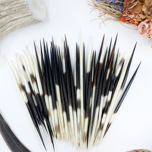 Fascinating African porcupine quills