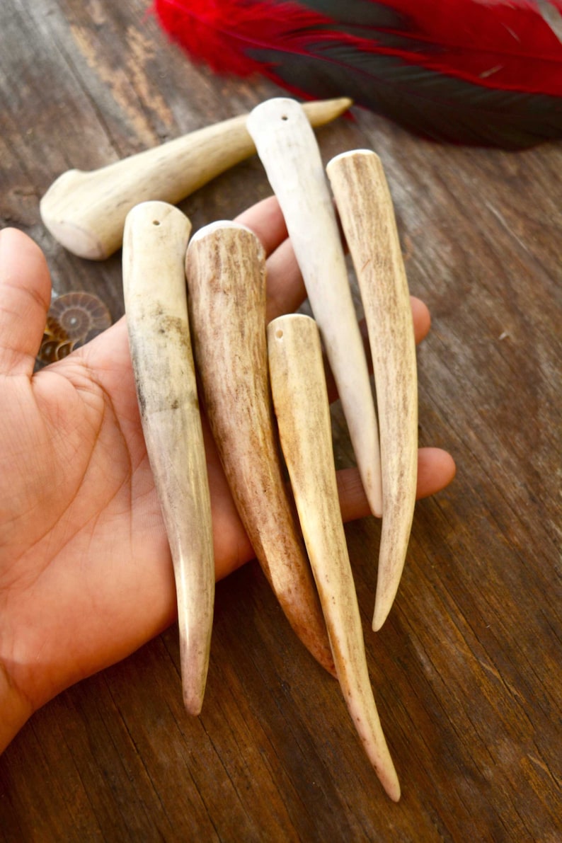 Deer Elk Antlers Naturally Shed Deer and Elk Antler Etsy