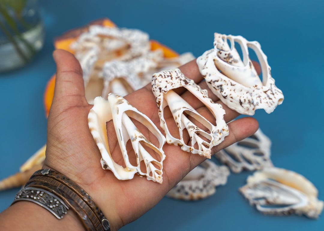 Silver Lip Conch Shell Slices: Set of 5 Seashells for Jewelry, Crafts ...