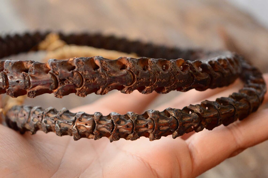 Real Snake Vertebrae from Africa stained in Dark Brown Etsy