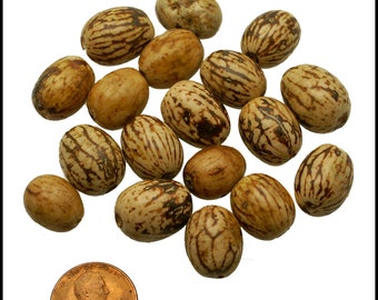 Pachiuba Seeds: Natural Seeds, Beads / Slighlety Polished Pachiuba / pack of 10 beads / Organic Seeds, Eco Beads, Rainforest Seeds