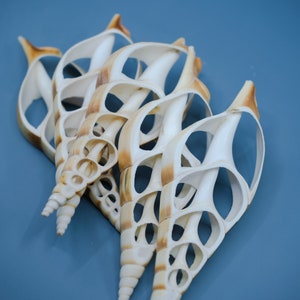 Center Cut Arabian Tibia Shells, 4–5 Inch Large Natural Shell Slices, 3 Pieces