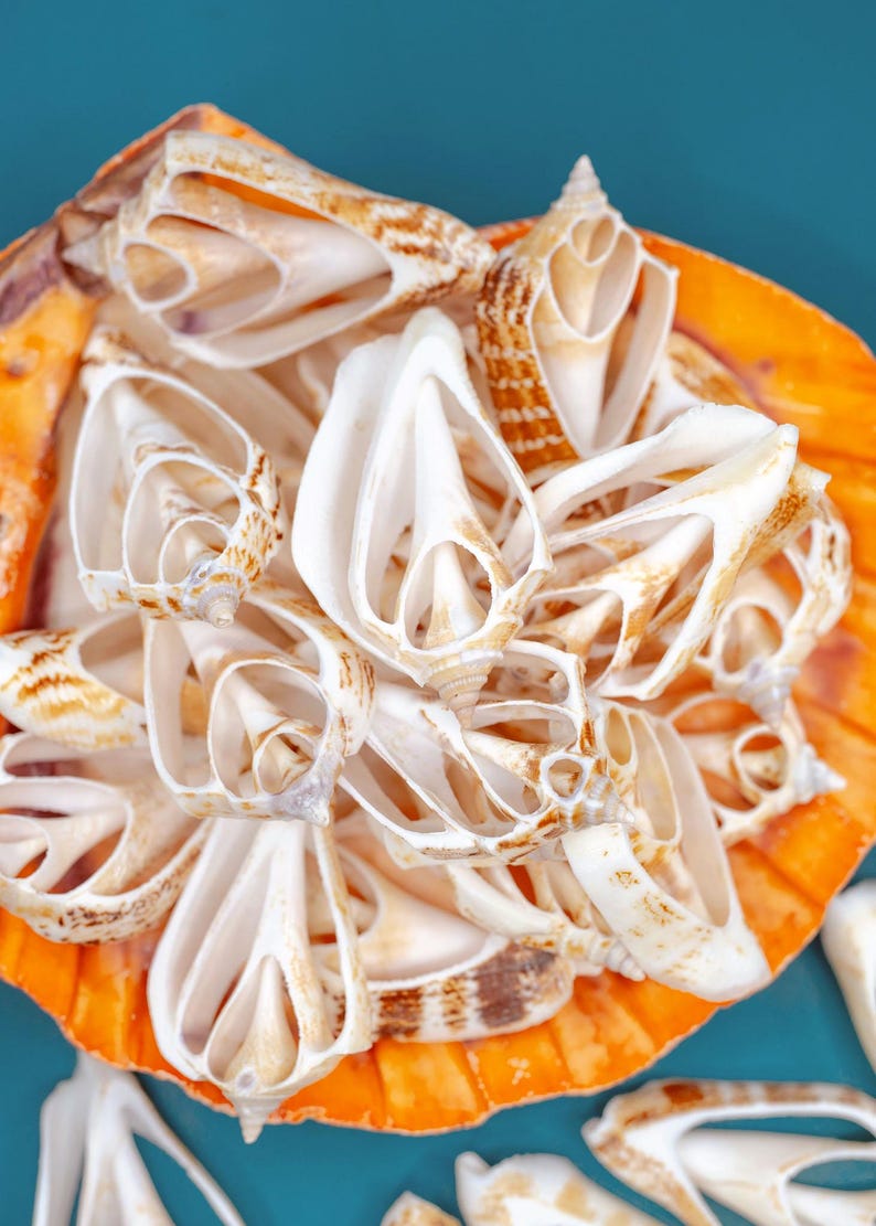 Strombus Marginatus Shell Slices – Natural Cut Shell Slices for Jewelry ...