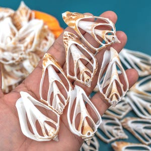 Könnte beinhalten: Nahaufnahme von kunstvoll geschnitzten Muscheln, die ein natürliches, organisches Design zeigen. Die Muscheln sind überwiegend weiß mit braunen Akzenten und weisen eine einzigartige, offene Struktur auf. Der Hintergrund ist türkis und bietet einen Kontrast.