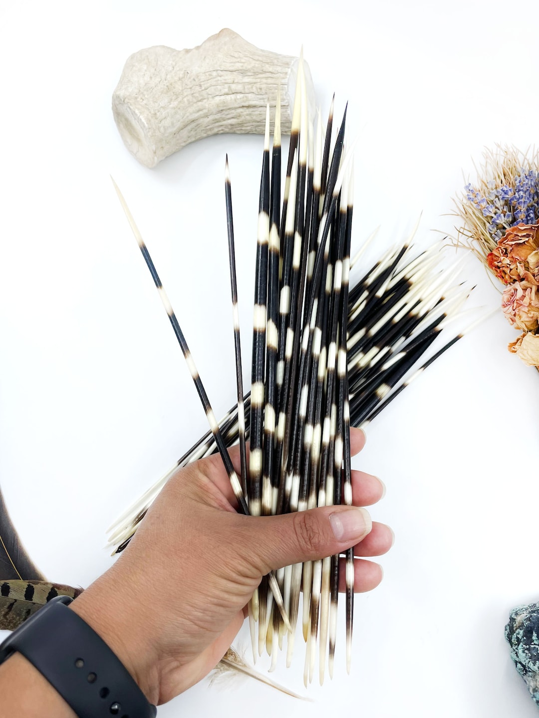 Porcupine Quill 46 African Porcupine Quills Needles Spines Craft & Decor  Crafts Nautical Beach DIY 