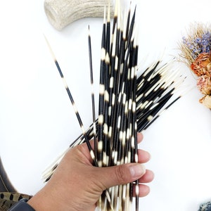 Authentic African Porcupine Quills, 5 pcs, 9-12&quot; Long | Cruelty-Free & Fairly Traded | Quills for Jewelry Making, Decoration