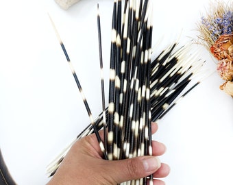 Long Thin Natural Porcupine Quills, 9-11 Inch, 5 Pieces, Jewelry Making, Quillwork Supply