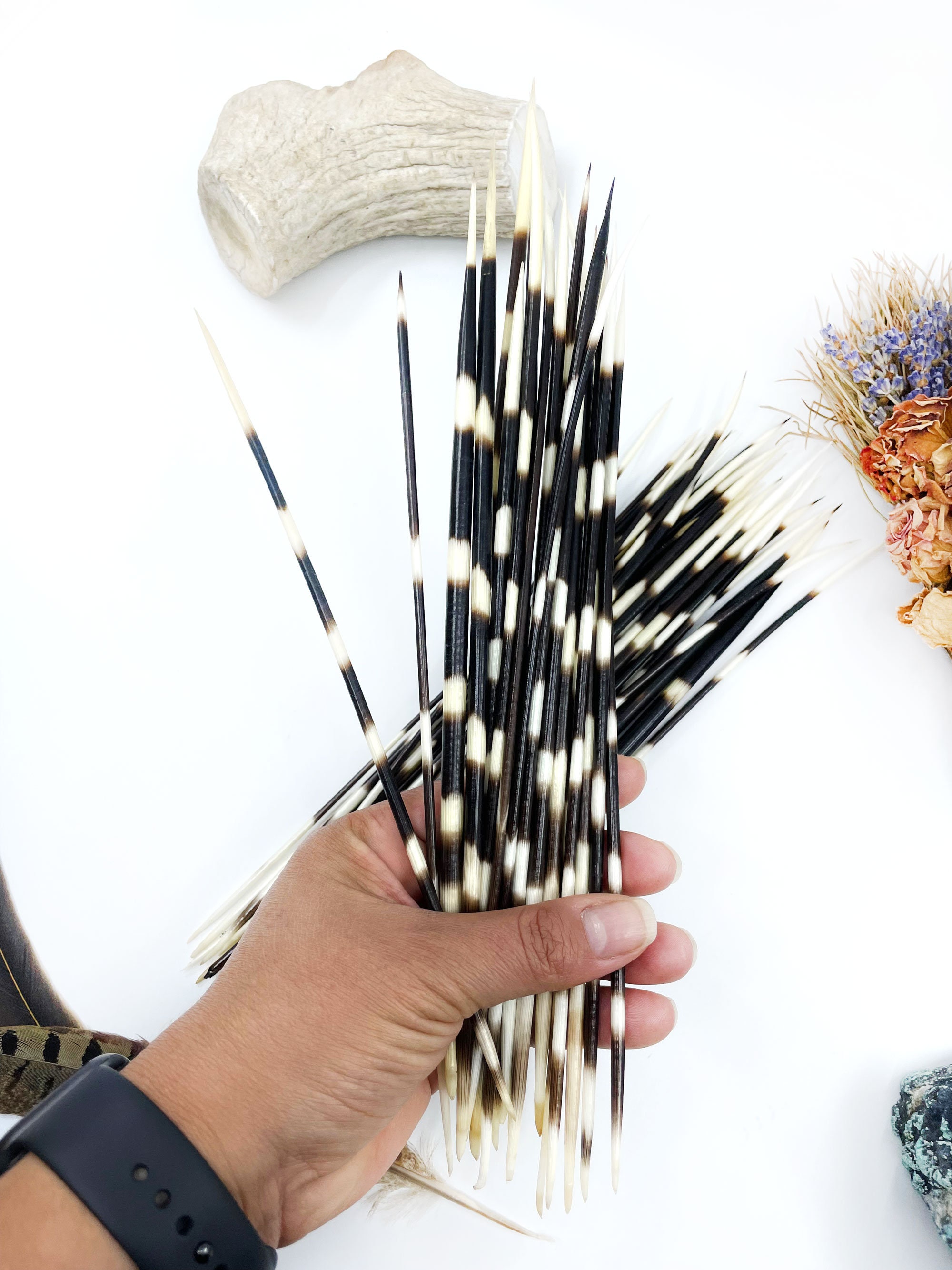  PEPPERLONELY 10PC South Africa Porcupine Quills (4 Inch ~ 6  Inch) : Arts, Crafts & Sewing