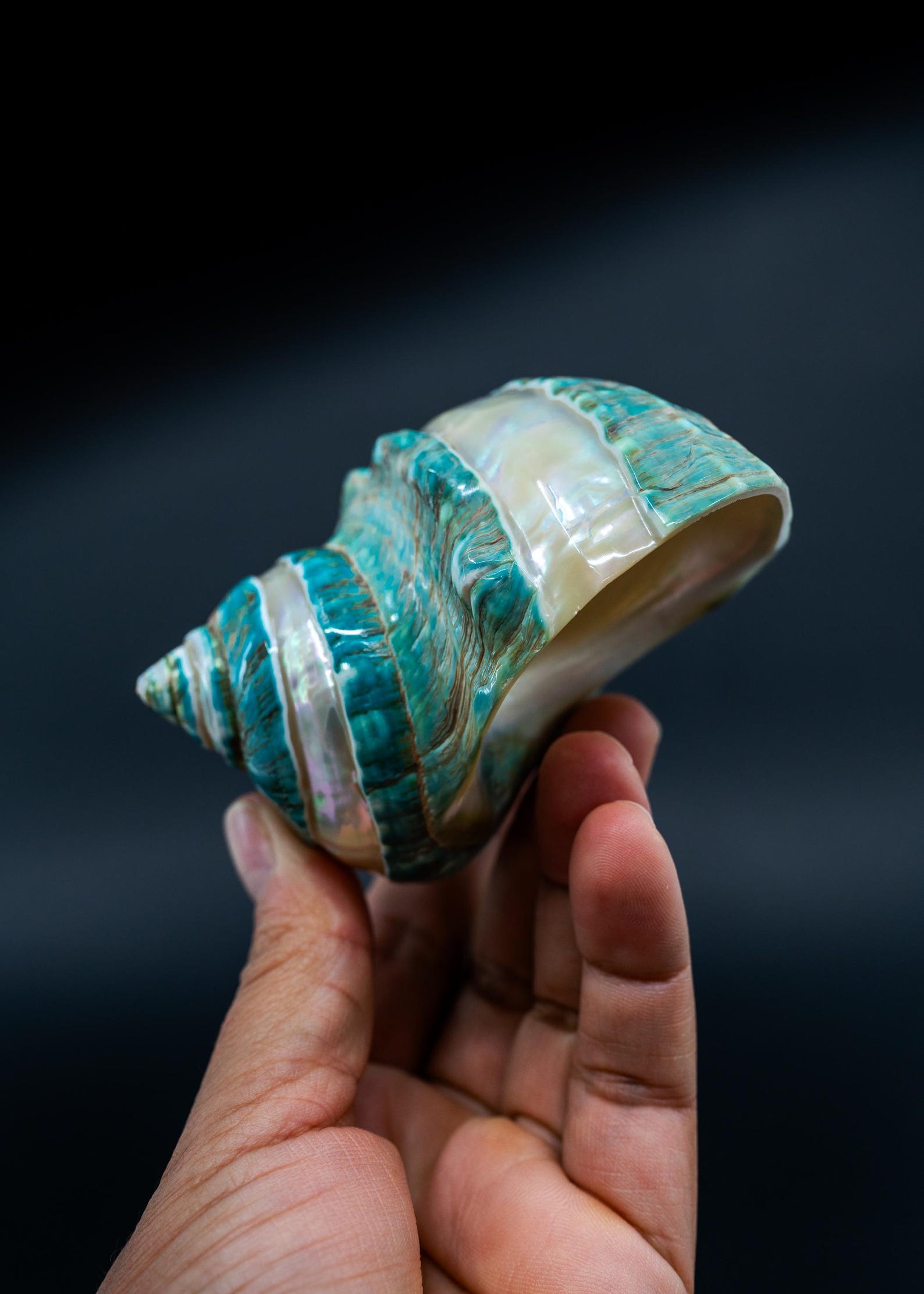 Turbo Marmoratus Shell – Extra Large Pearl Banded Green Turban Seashell ...