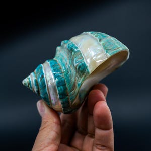 Turbo Marmoratus Shell – Extra Large Pearl Banded Green Turban Seashell ...