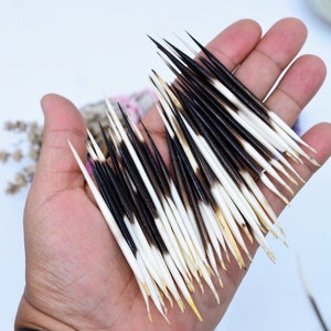 Authentic African Porcupine Quills, 5 pcs, 2-3&quot; Tiny quills, Quill Needles for Quillwork, Quill for Hats, Quills for Jewelry, Quill Earrings