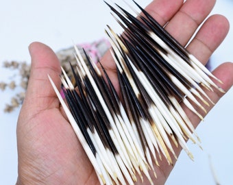 Tiny Natural Porcupine Quills, 2.5-3 Inch, 5 Pieces, Jewelry Making, Quillwork Supply