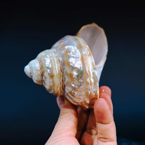 Astraea Turban Shells: Extra Large Whole Pearlized Wavy Top Aestrae ...